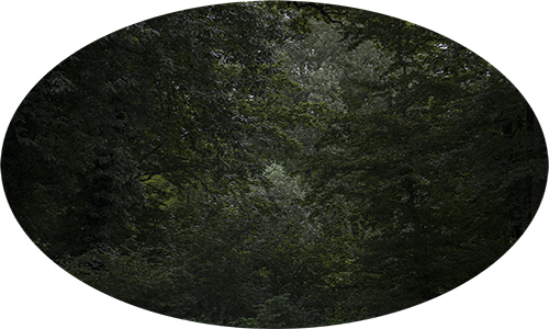 bosco delle ninfe 1