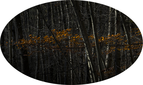 bosco delle ninfe 2