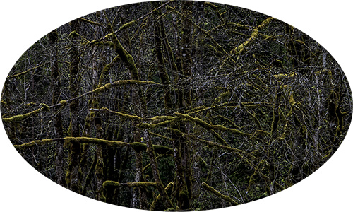 bosco delle ninfe 3