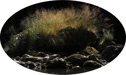 bosco sacro 1